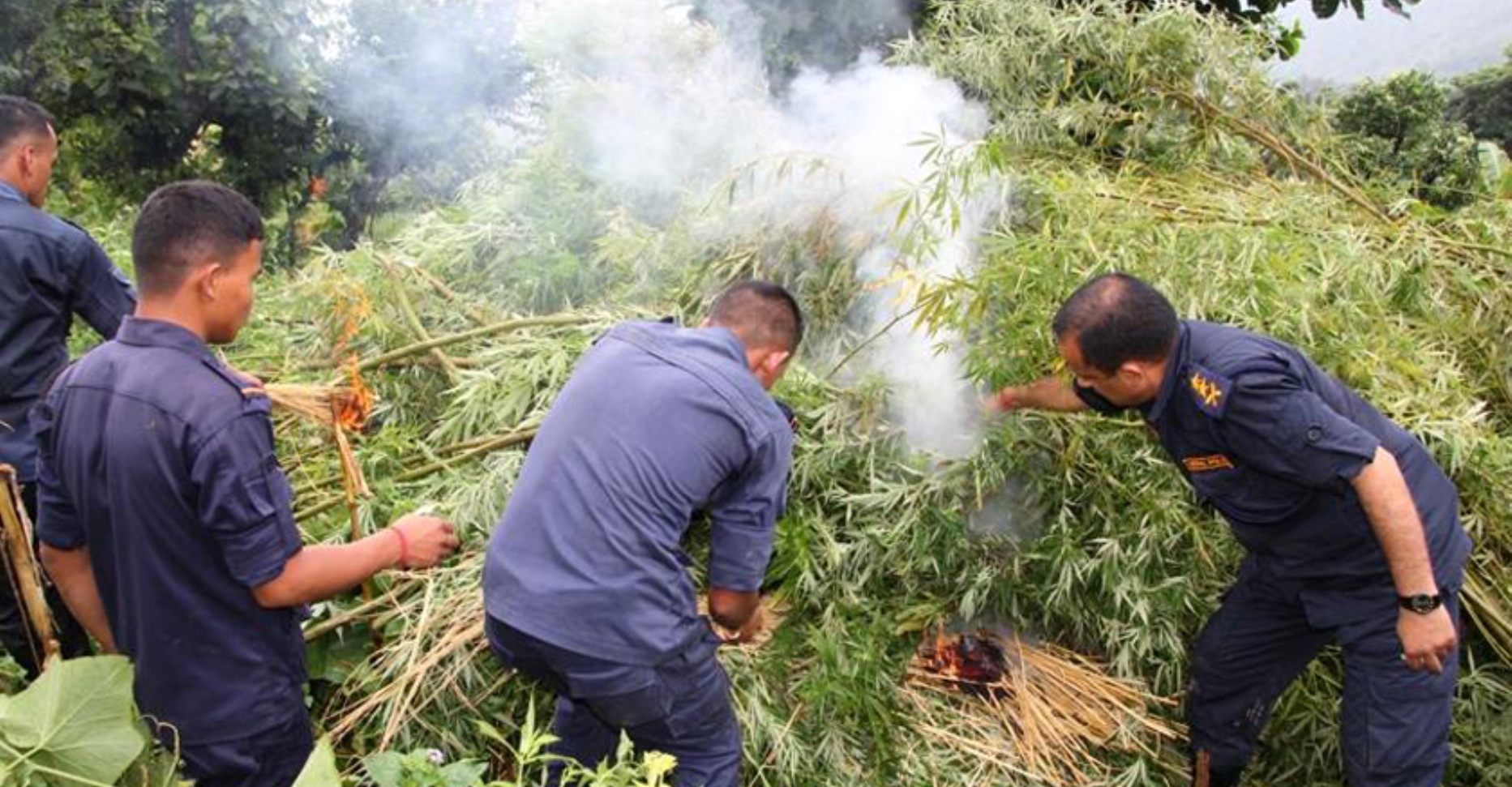 गाँजा नष्ट गर्न अभियान शुरु