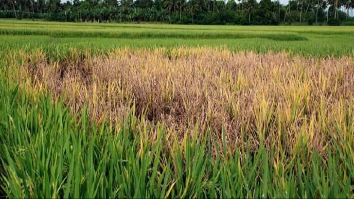 धानबाली सखाप भएका किसानको विचल्ली