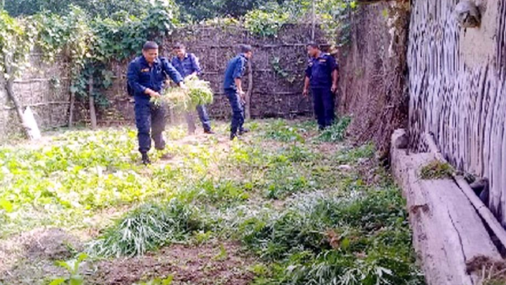 सिरहामा प्रहरीद्वारा २३ हजार बोट गाँजा फडानी