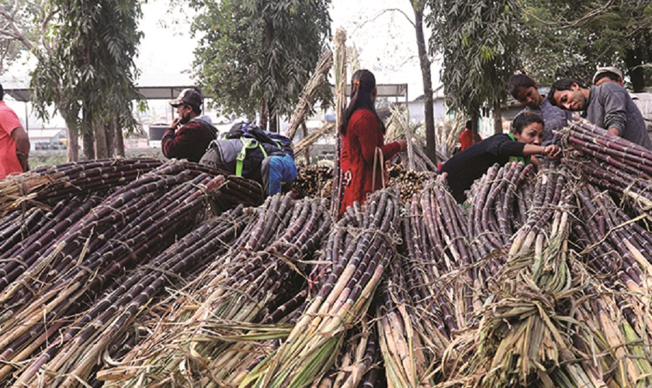चिनी मिल बन्द गर्ने किसानको चेतावनी