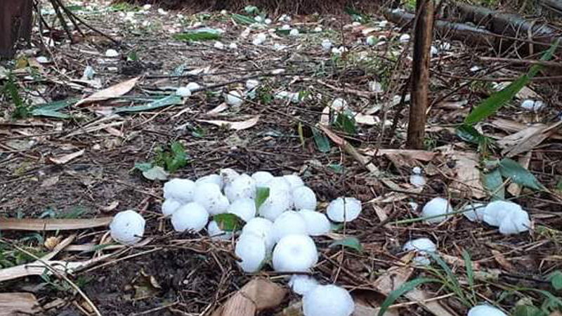 धनुषामा ३ सय ग्रामसम्मको असिना पर्‍यो