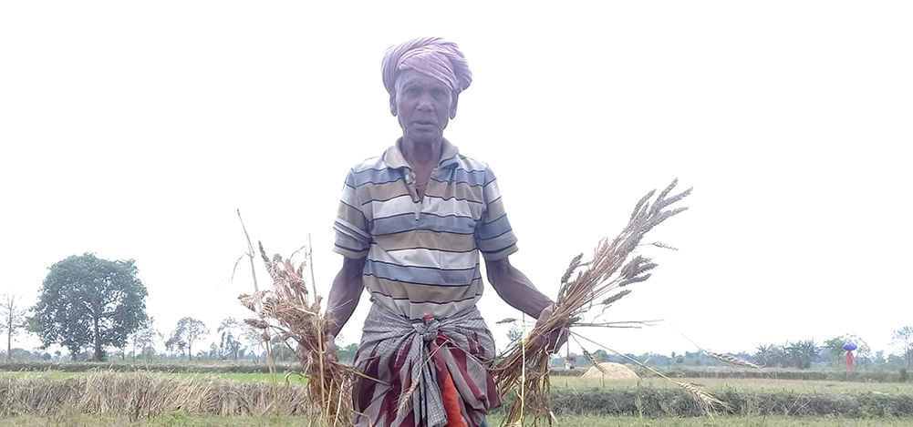 असिना पानीले गहुँ नष्ट पारे, किसान भन्छन्- ऋण कसरी तिर्छु ?