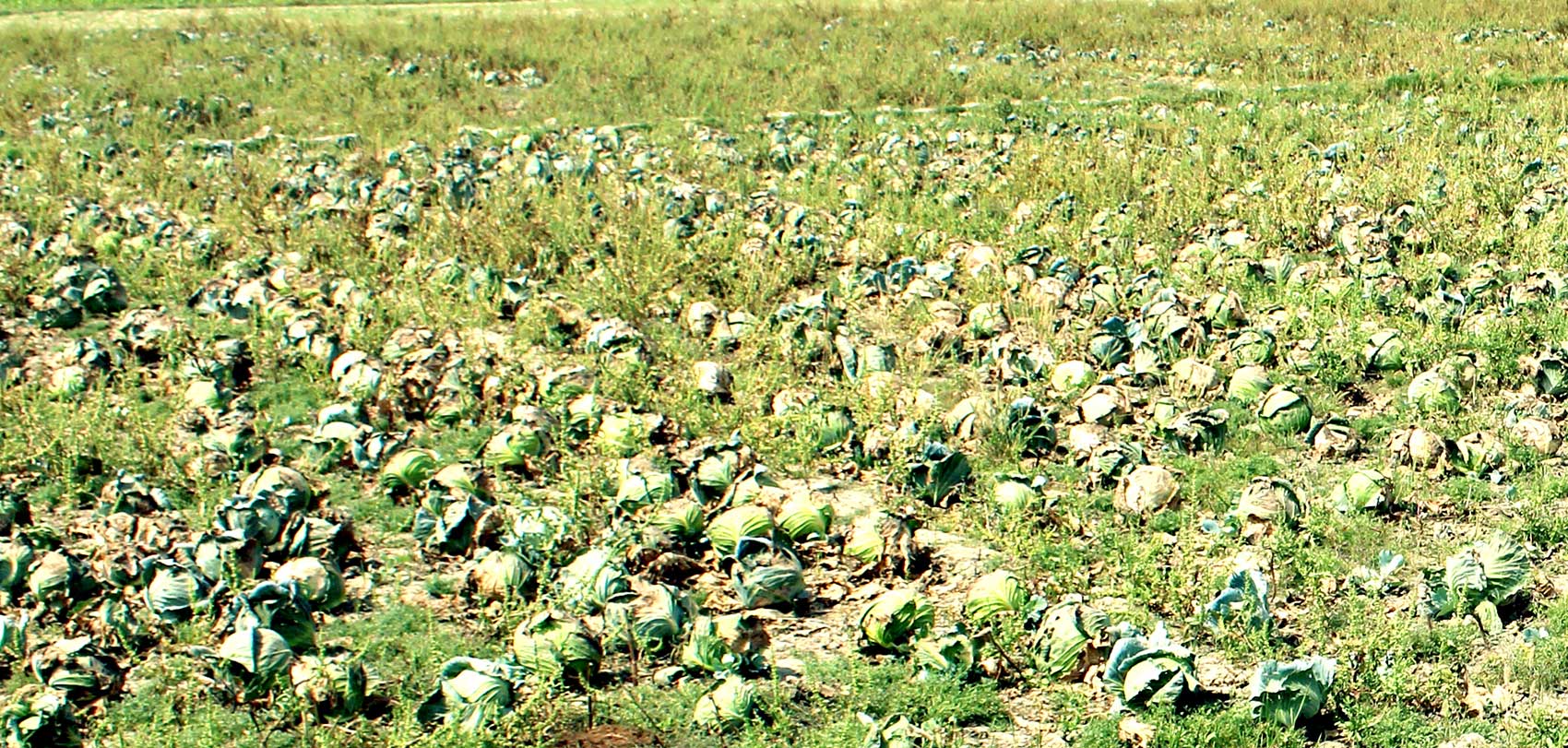 लकडाउनमा चार अर्बको तरकारी भारतबाट आयात