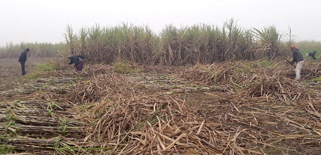 अब फेरी आन्दोलन गर्दे उखु किसान