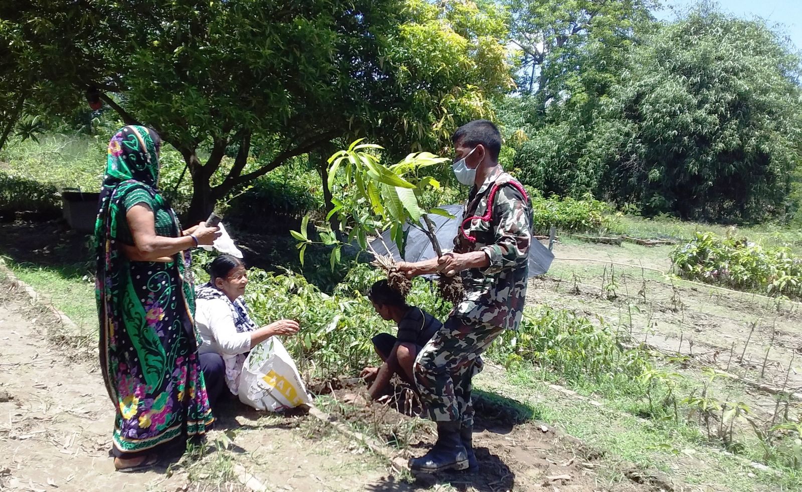कपिलस्तुमा १२ लाख  बिरुवा उत्पादन