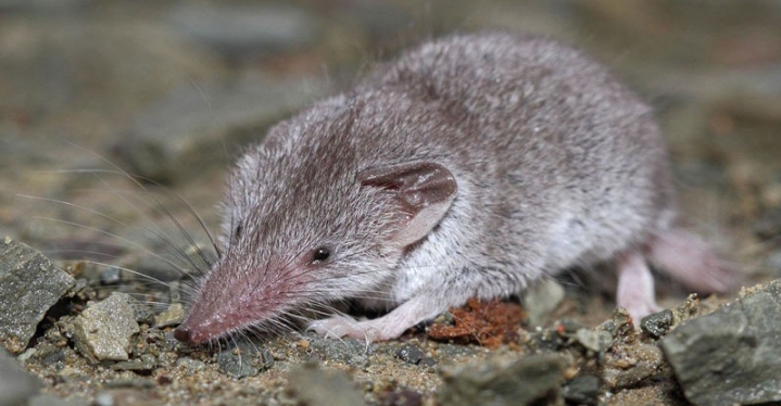 तपाईको घरमा छुचुन्द्रो बस्छ ? यस्तो छ चकित पार्ने फाइदा र वेफाइदा