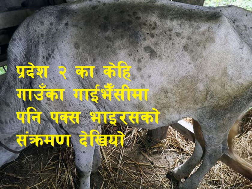 मान्छेलाई कोरोनाले सतायो, पशु ‘पक्स भाइरस’को सिकार, ९० हजार गाईभैँसी संक्रमित