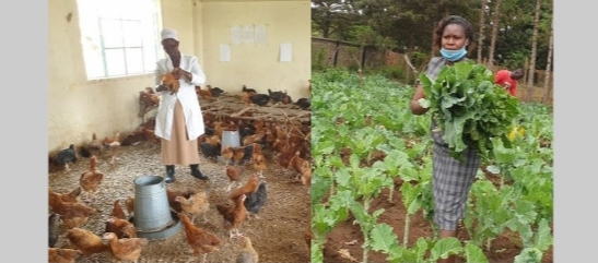 कोरोना असर : क्लासभित्र पाल्न थाले कुखुरा, खेल मैदानमा तरकारी