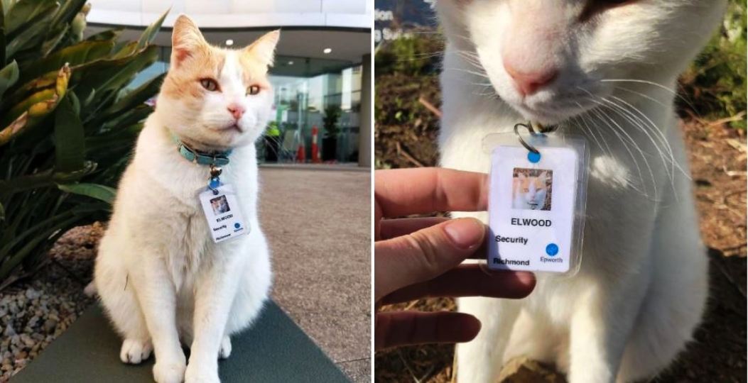 अनौठो खबर : बिरालोले पाए हस्पिटलमा सुरक्षागार्डको जागिर !