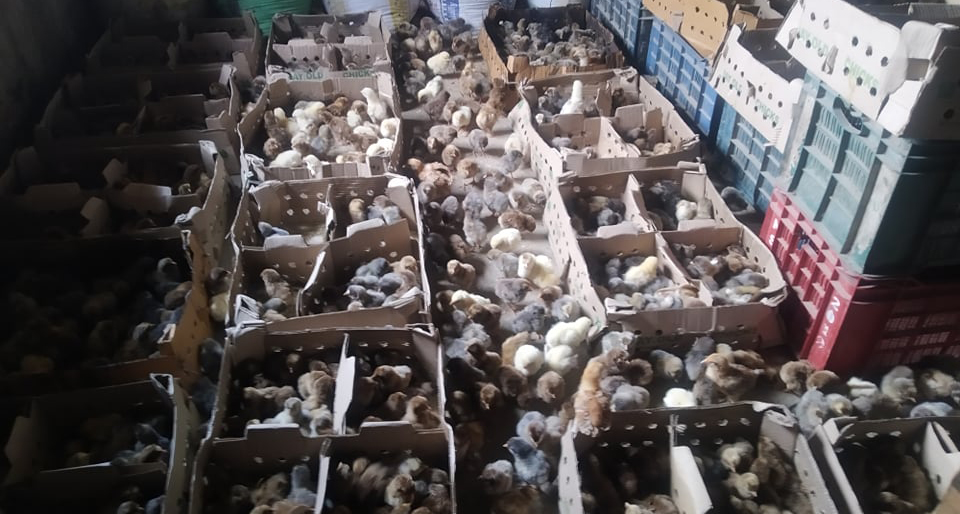 बोईलर चल्लामा रंग लगाएर लोकल बन्दै बिक्री गर्ने गिरोह फन्दामा