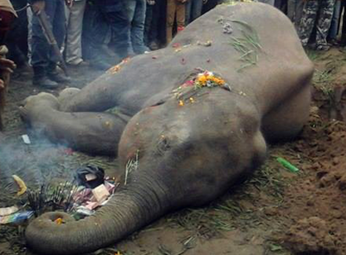 राजा–रानी चढ्ने हाती मर्‍यो, जसले उठेरै बितायो आठ वर्ष !