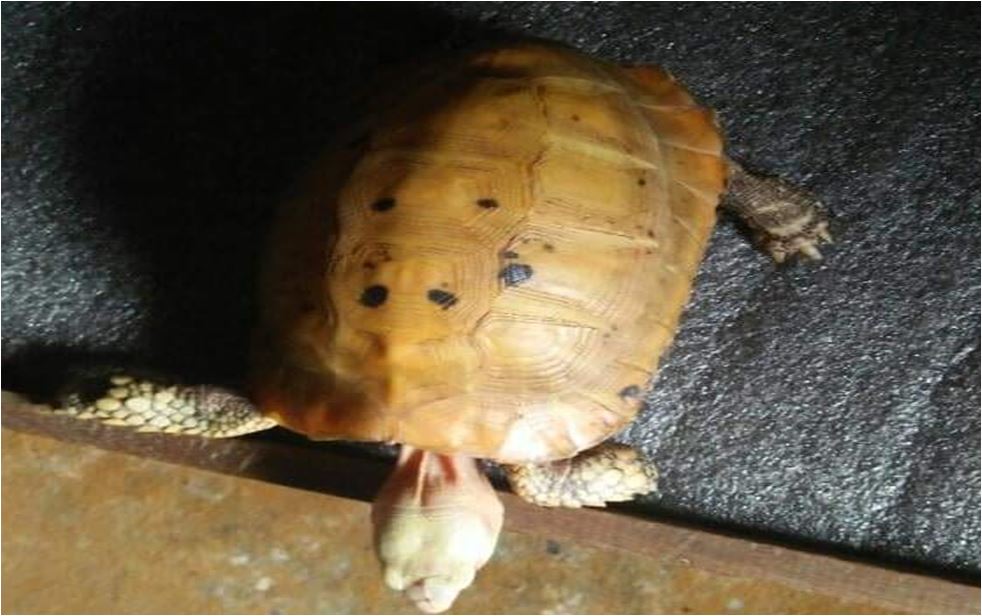 ३५ लाखमा बेच्न लागेको दुर्लभ कछुवासहित पाँच जना पक्राउ