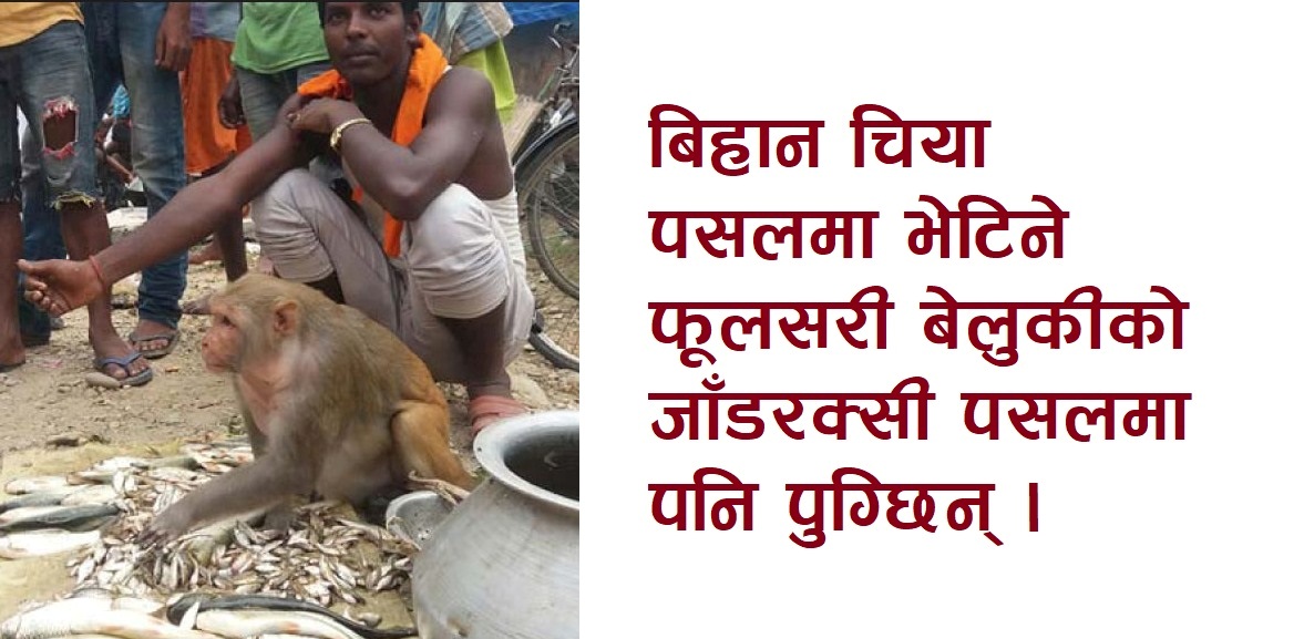 यि फूलसरी, सबैको प्रिय !