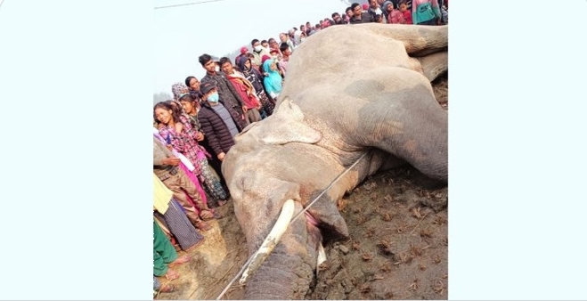 सप्तरीमा करेन्ट लागेर हात्तीको मृत्यु, सेल्फी लिनेहरुको भीड