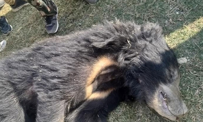 उदयपुरमा करेन्ट लागेर भालुको मृत्यु