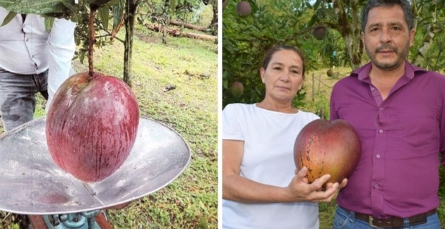 फल्यो संसारकै ठूलो आँप, वजन सवा ४ किलो