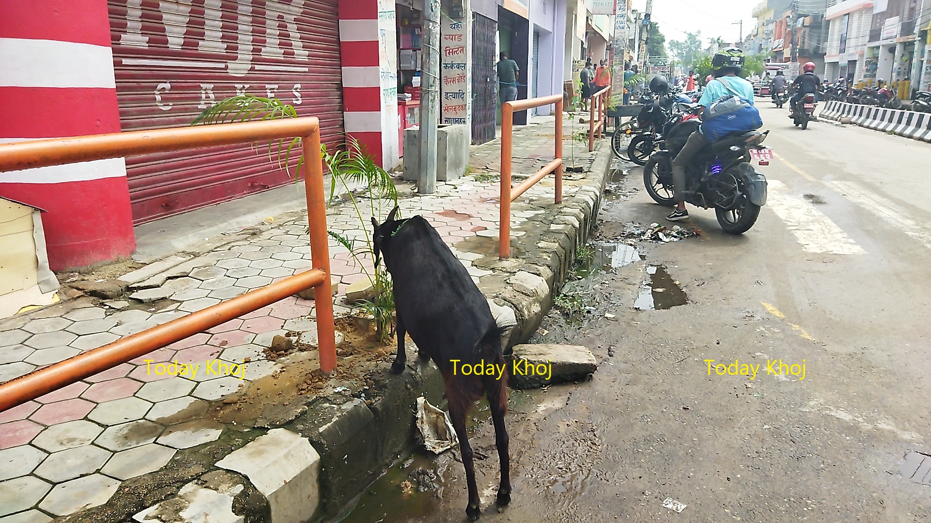 मेयर लालकिशोर साह ज्यू, रुखको संरक्षण खै ?