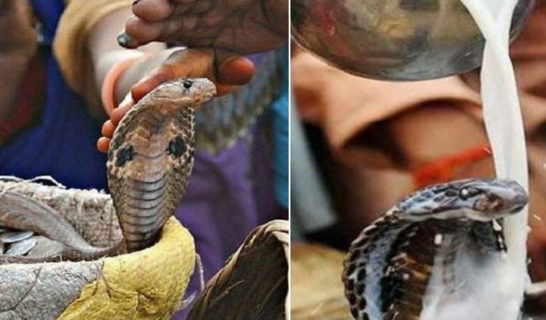 मधेसमा आज ‘लगपाँचे’ पर्व, नाग देवताको पूजा गरिदै