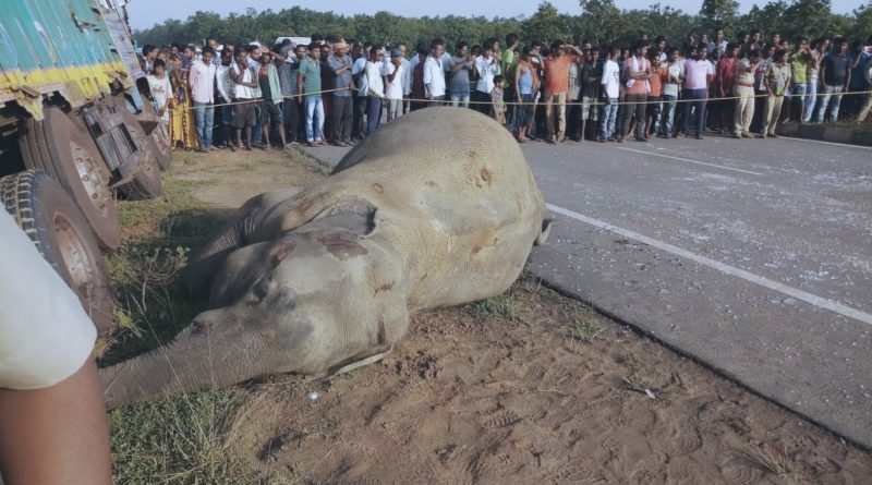 बारामा ट्रकले हात्तीलाई ठक्कर दिएपछि…