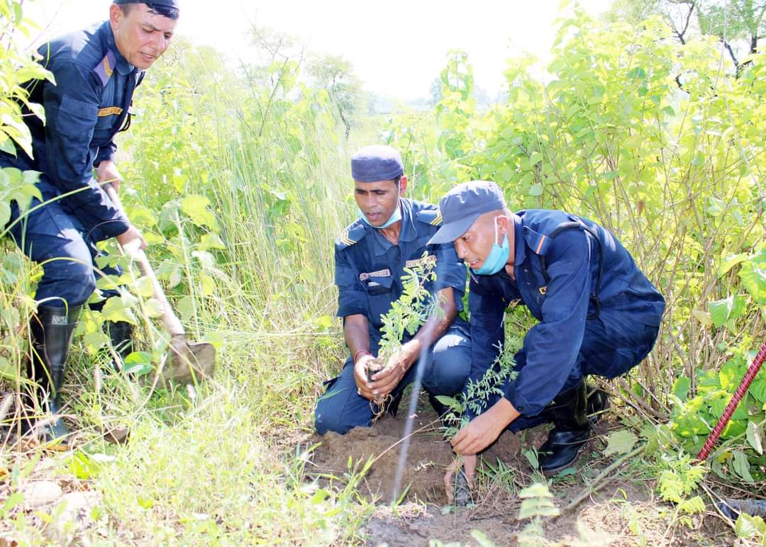 सिरहा : सामुदायिक वनको ५ विघा जग्गामा कर्मचारीद्वारा बृक्षारोपन
