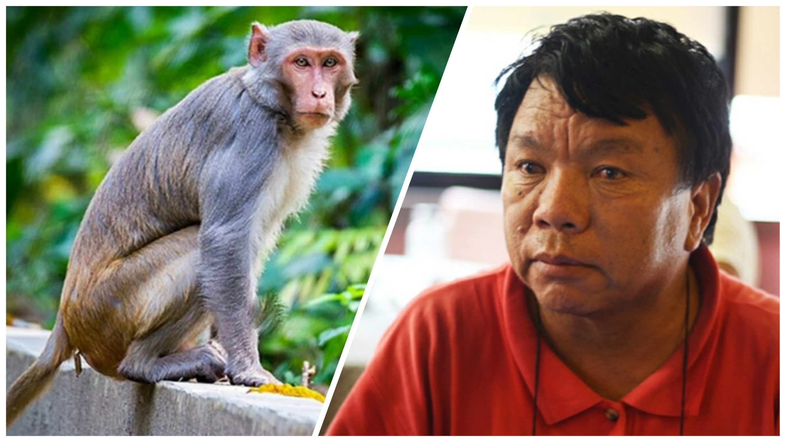 बाँदर धपाउने यन्त्र बनाउनेलाई १० लाख पुरस्कार दिने घोषणा