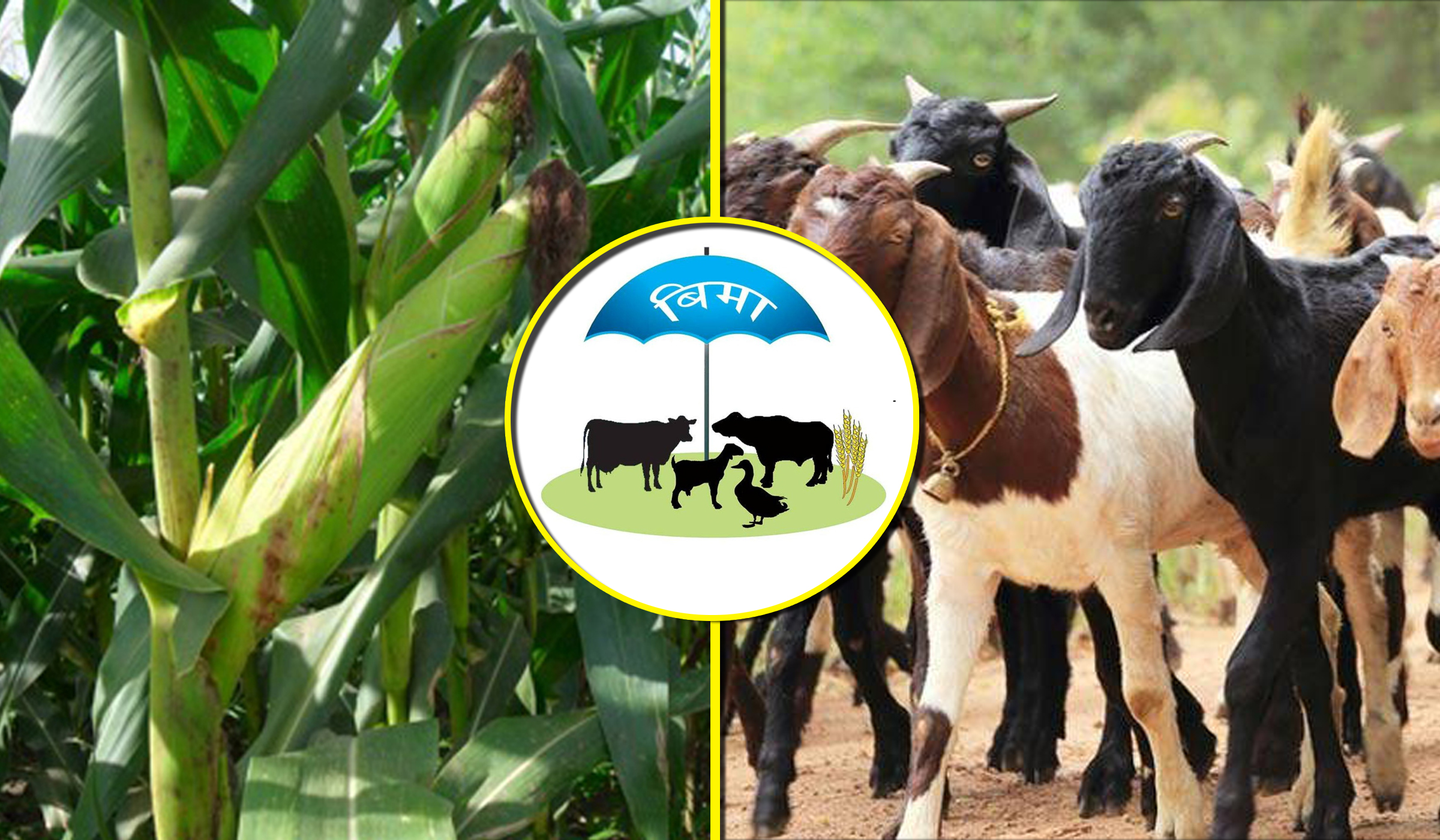 कृषि बाली र पशु बीमामा अब ८० प्रतिशत अनुदान