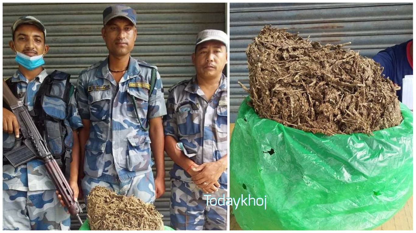 धनुषाको नगराइनमा सशस्त्र प्रहरीद्वारा गाँजा बरामद
