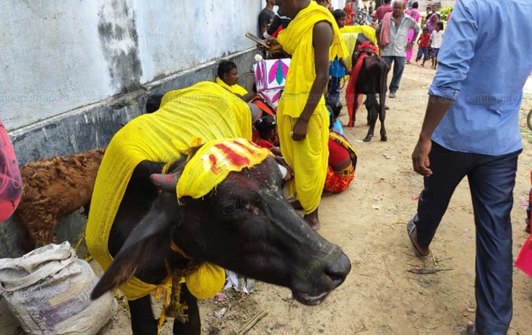 सप्तरीमा ८ सय बोका र ४० राँगाको ब’ली दिइयाे