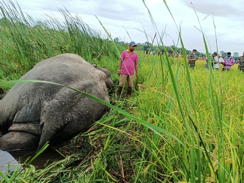 करेण्ट लागेर जंगली हात्तीको नाइके मकुनाको मृत्यू