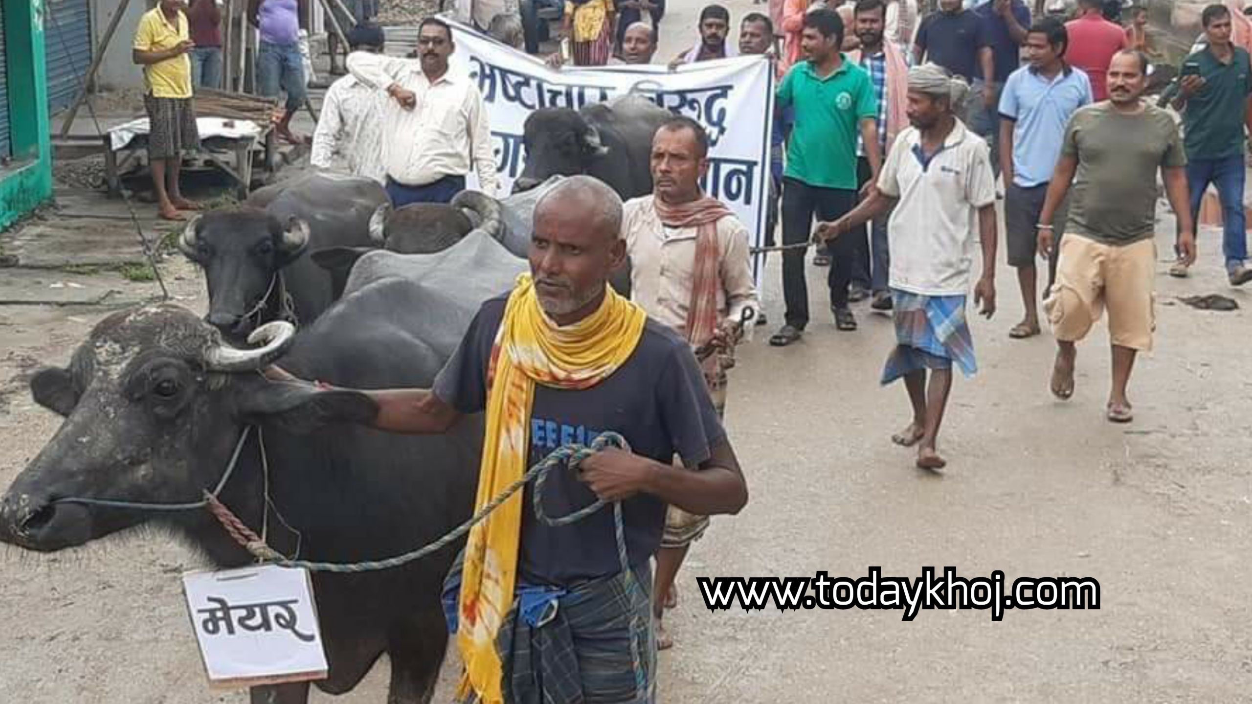 सबैलाका मेयर साह र कर्मचारीविरुद्ध भैंसी जुलुस, भ्रष्टाचार गरेको आरोप