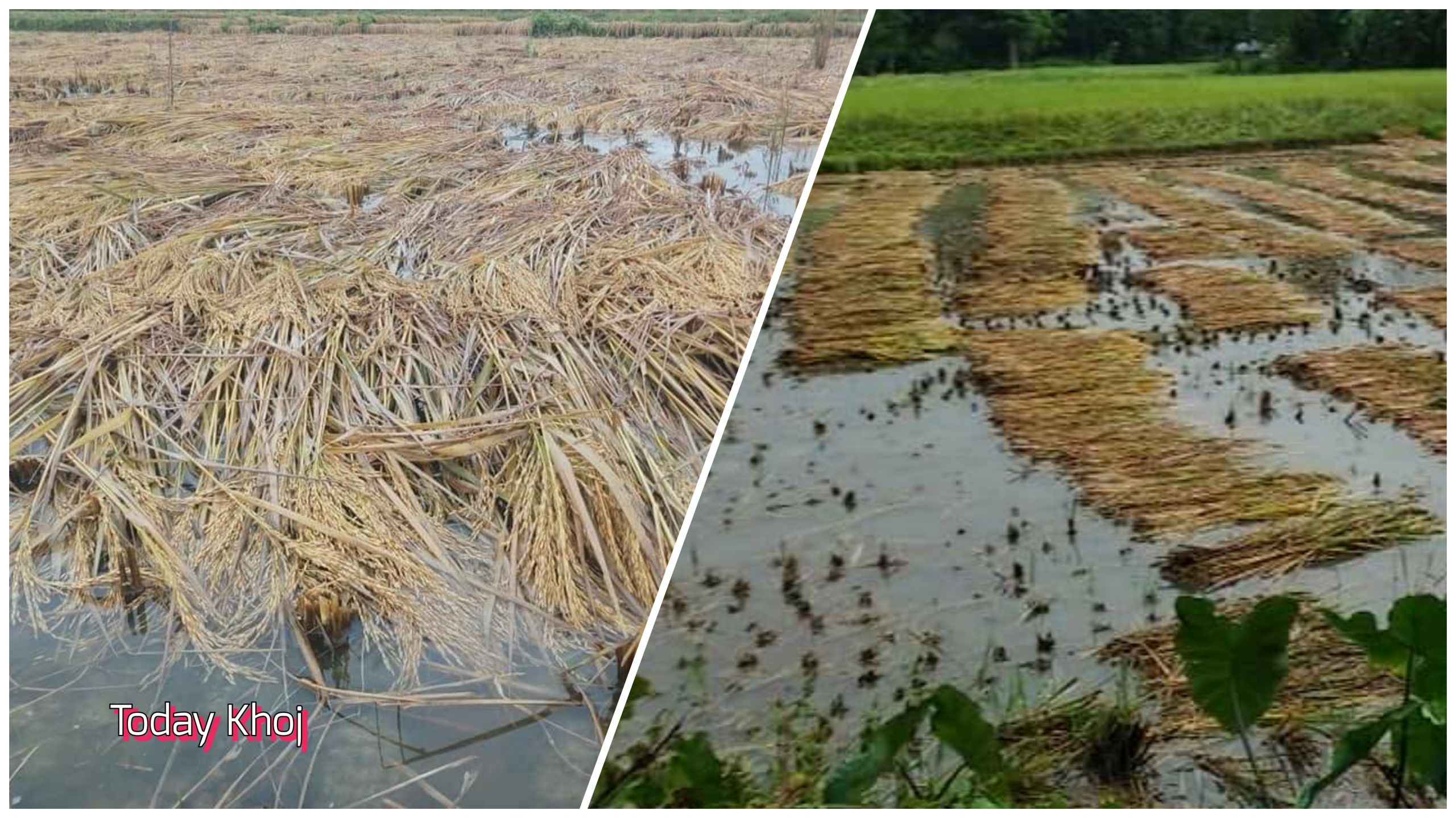 बेमौसमी वर्षा: २ लाख हेक्टरको धानबालीमा क्षति, २० प्रतिशत उत्पादन घट्ने !