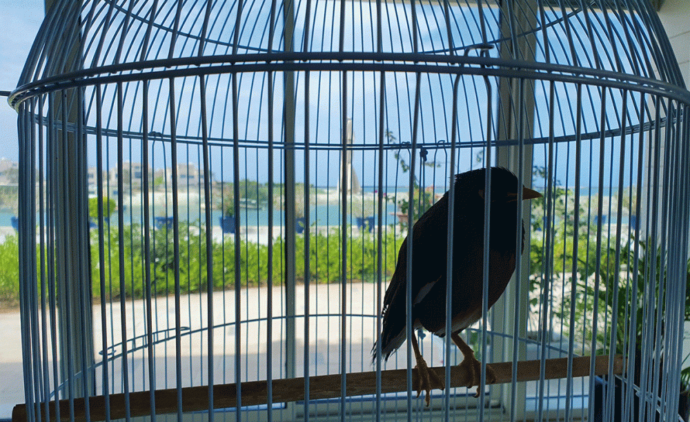 काबुलबाट भागेकी युवतीको चरालाई फ्रान्सेली राजदूतको संरक्षण