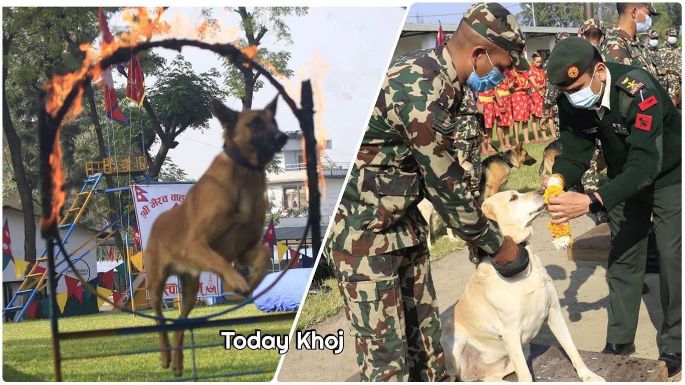 सेनाले पूजा गरेको फौजी कुकुरले देखाए यस्तो कला कौशल