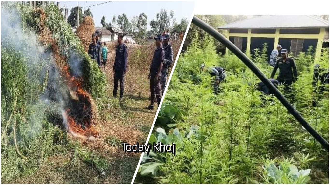 सिरहामा ७ विघामा लगाइएको गाँजा प्रहरीले नष्ट गरे