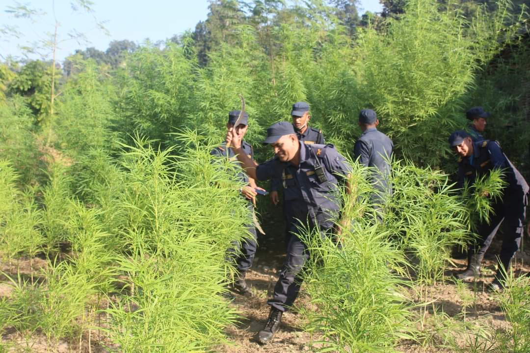 महोत्तरीमा ८ विघामा लगाएको गाँजाको बोट प्रहरीले नष्ट गरियो