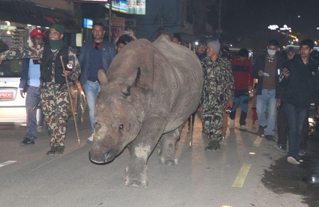 एमालेको महाधिवेशन स्थलमा जब गैंडा छिर्‍यो…