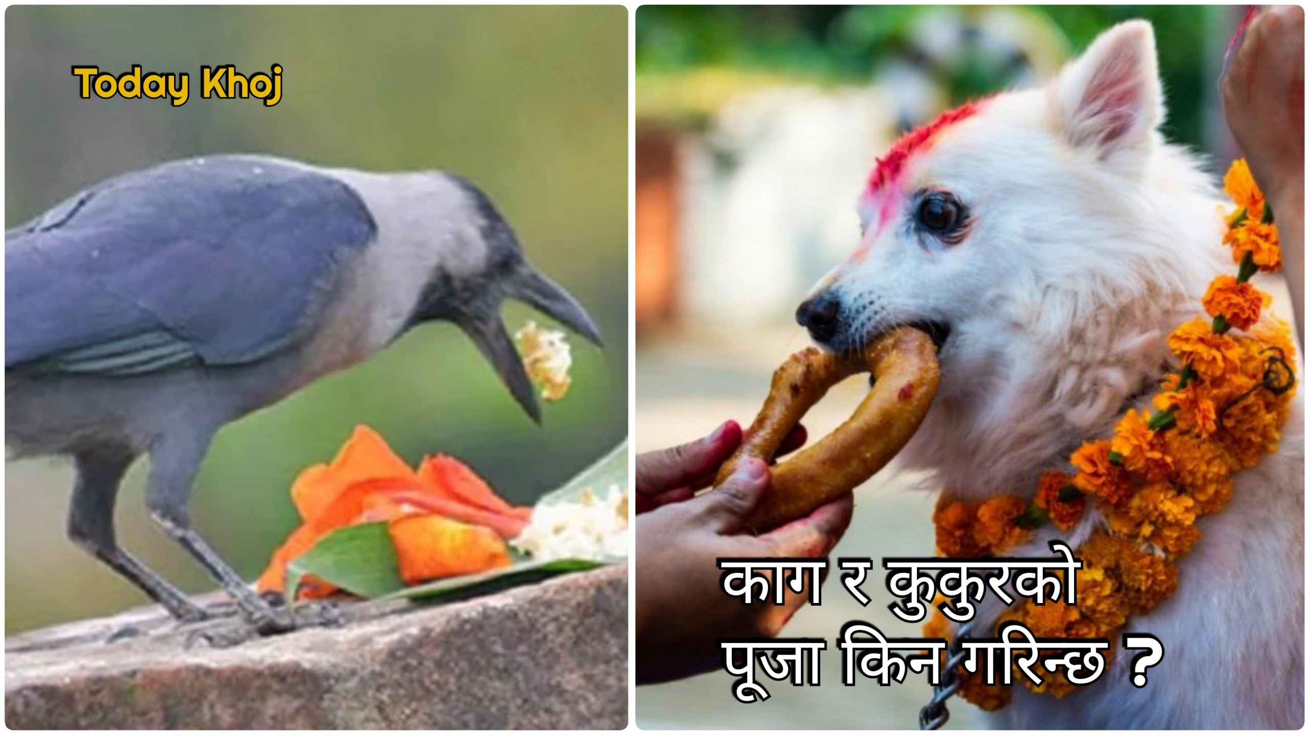 आज एकैदिन काग र कुकुर तिहार मनाइँदै