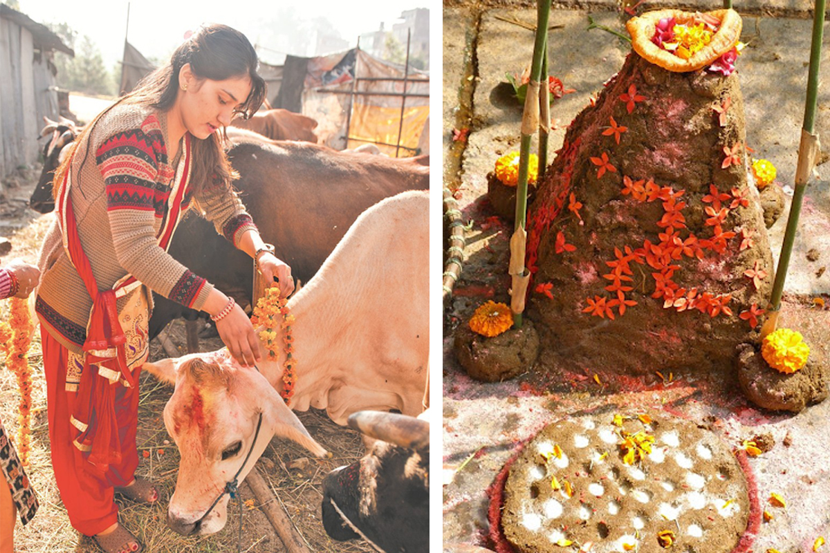 यमपञ्चकको चौथो दिन : आज एकैदिन गाई-गोरू र गोवर्द्धन पूजा, यस्तो छ महत्व