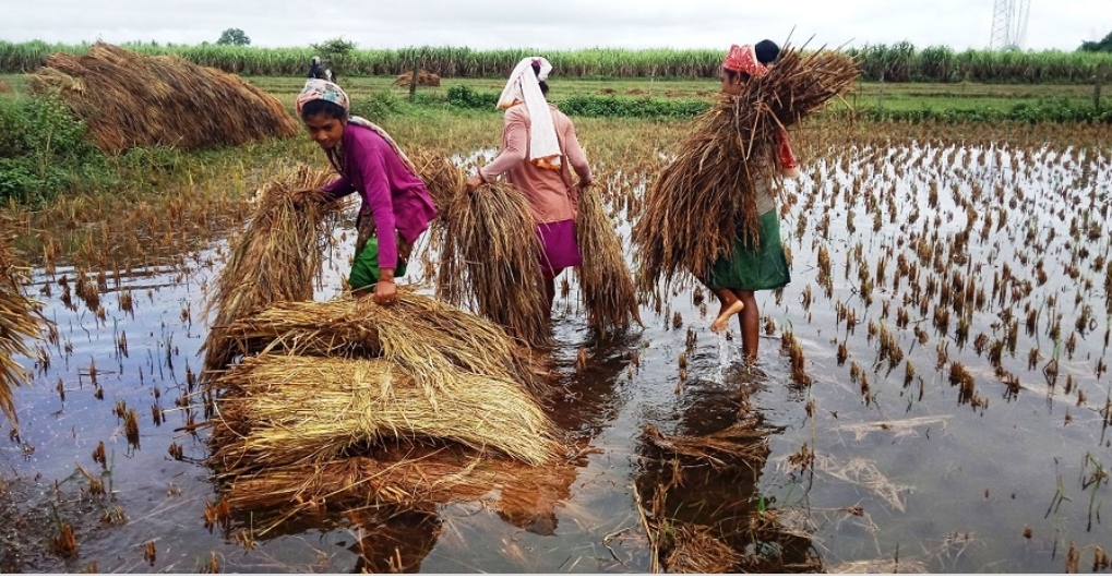 वर्षाले धानमा क्षति पुर्‍याएका किसानलाई राहत दिने तयारी, स्थानीय तहलाई परिपत्र