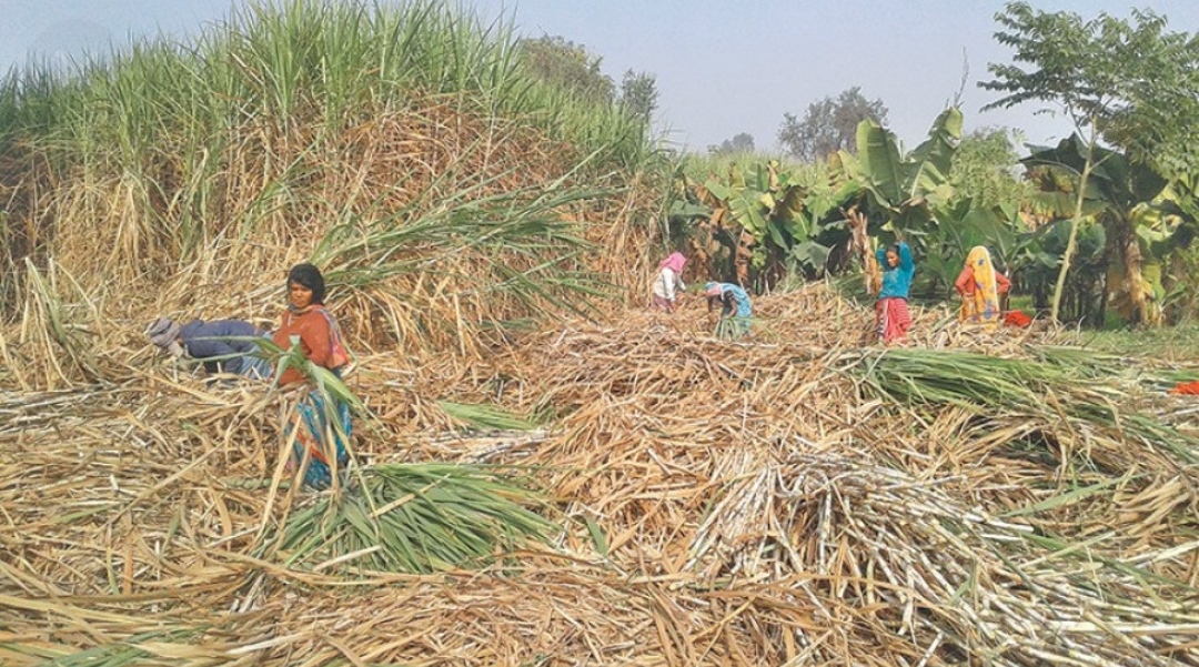 उखुको मूल्य निर्धारण गर्न छलफल शुरू