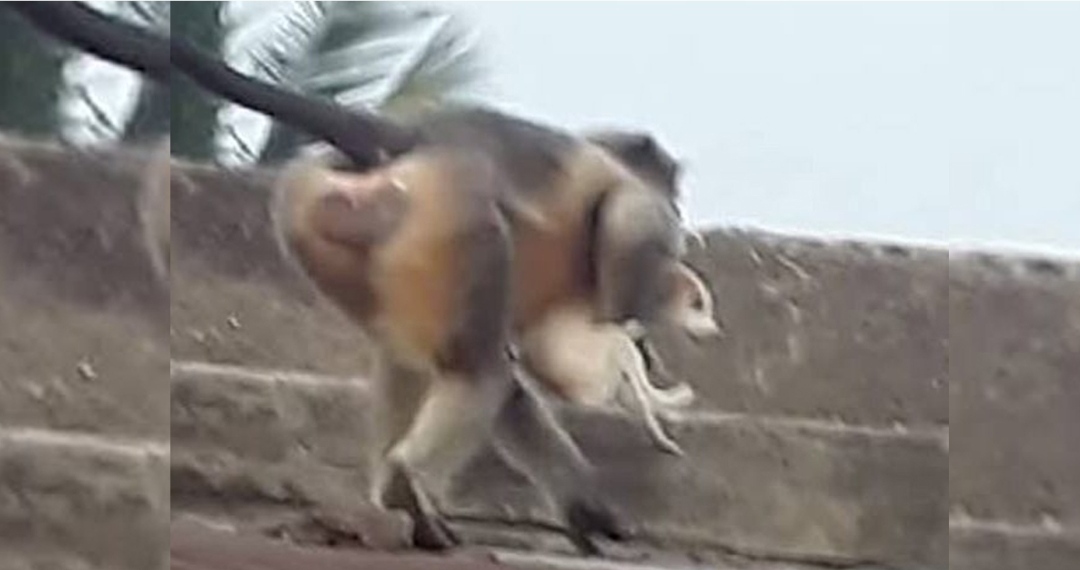 आफ्नो बच्चा मारेको भन्दै बाँदरले कुकुरसँग लियो बदला, २५० कुकुरको लियो ज्यान