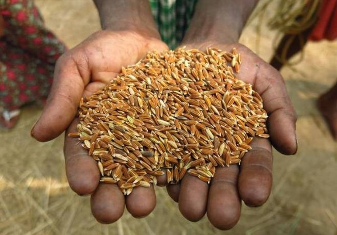 बारामा ३ अर्ब ५३ करोड ९४ लाख बराबरको धान उत्पादन