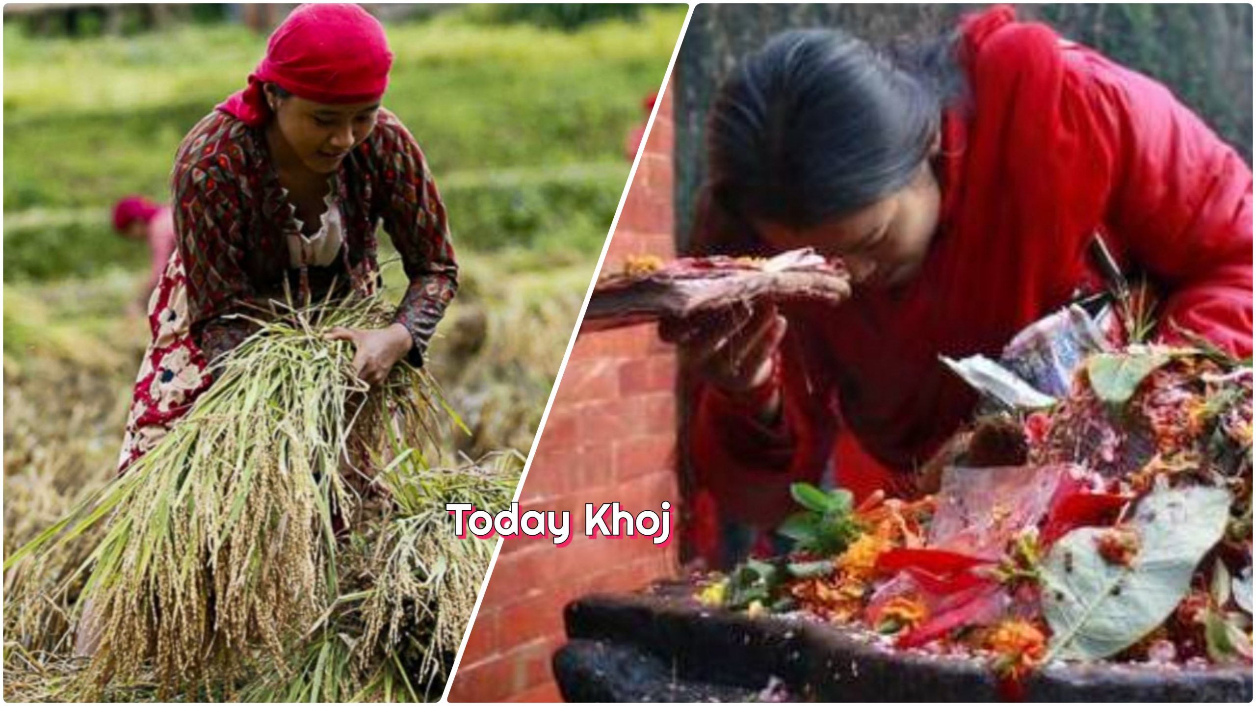 धानको पूजा गरी आज धान्य पूर्णिमा मनाइँदै, योमरी पूर्णिमा पनि आजै