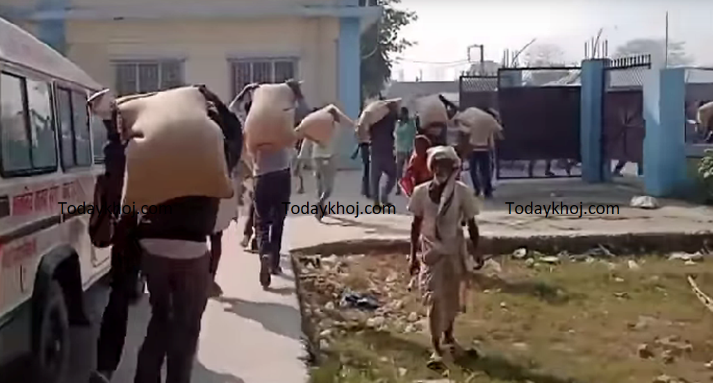 औरही गाउँपालिकाले राखेको गुहँको बीउ किसानले लुटे