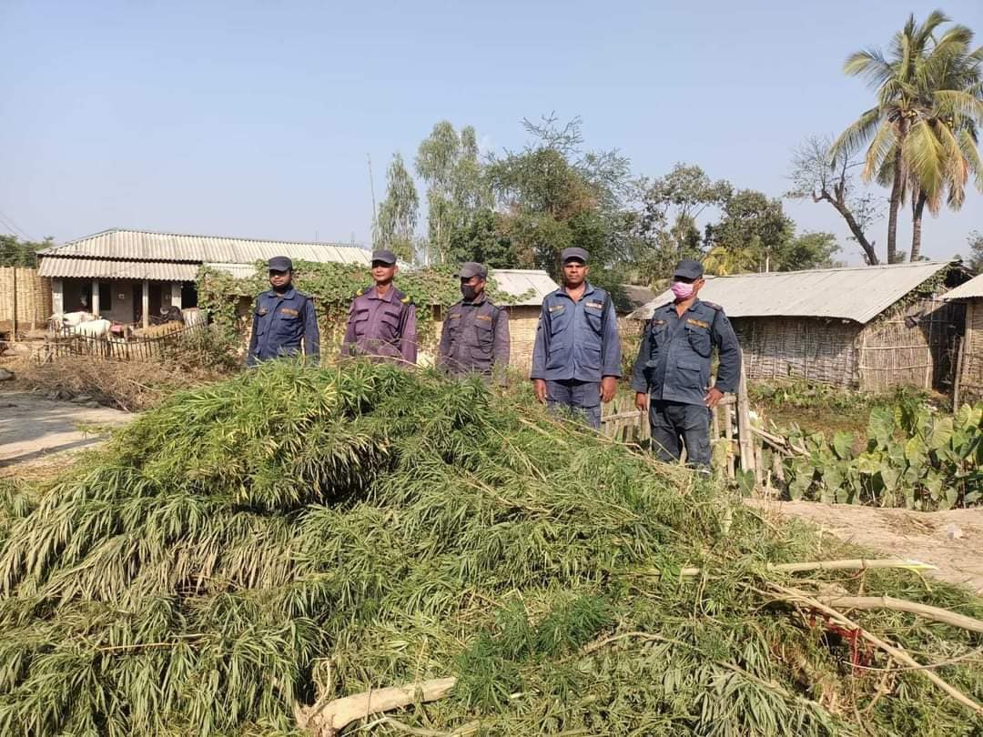 सप्तरीमा गाँजा फडानी तीब्र, एक महिनामै ५ हजार बोट नष्ट