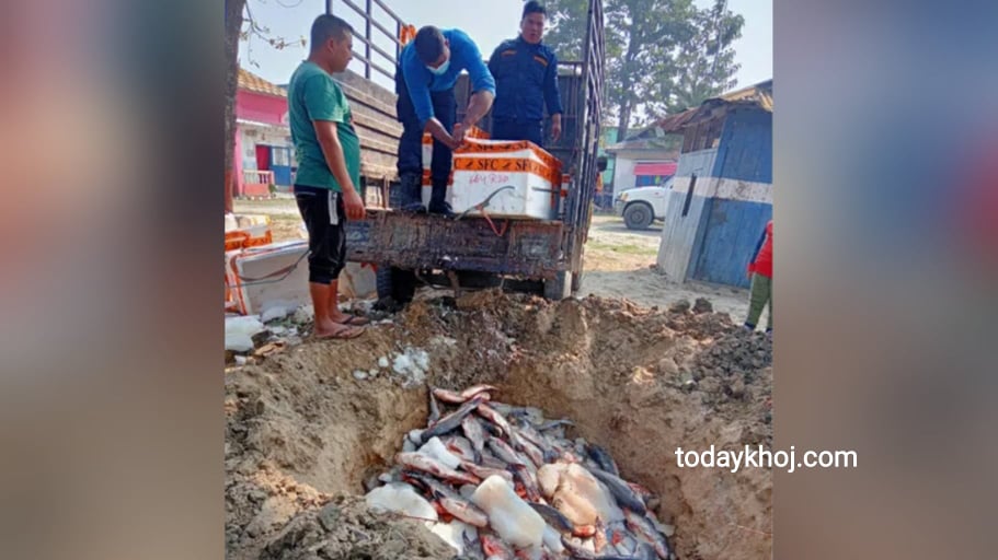 ६ सय ४० केजी माछा खाडल खनेर नष्ट पारियो