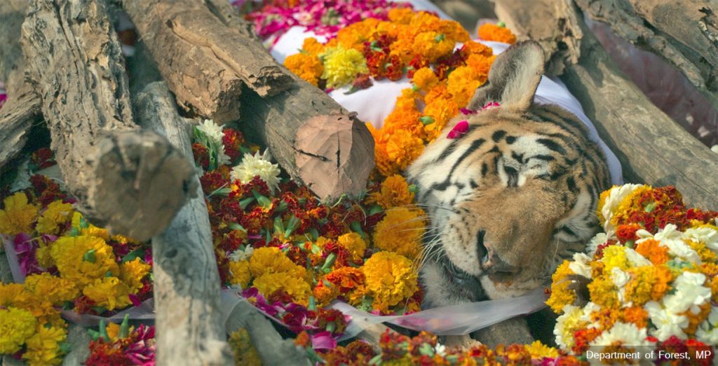 ‘कलरवाली’ नामले चर्चित बघिनीको मृत्यु, यसरी गरियो दाहसंस्कार