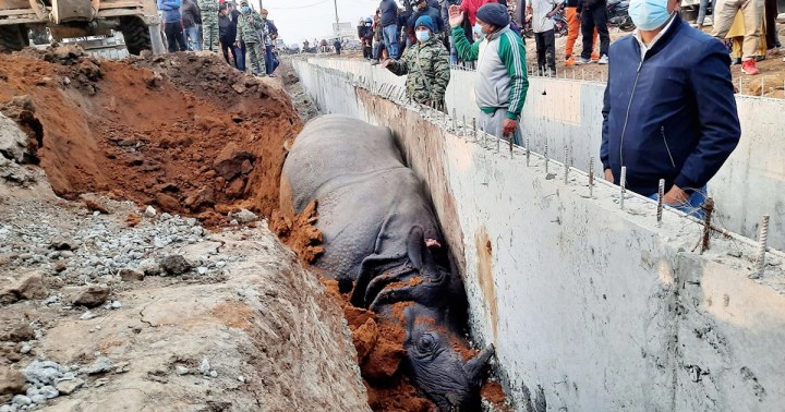गैँडा मरेको घटनामा ठेकेदारविरुद्ध पक्राउ पूर्जी जारी
