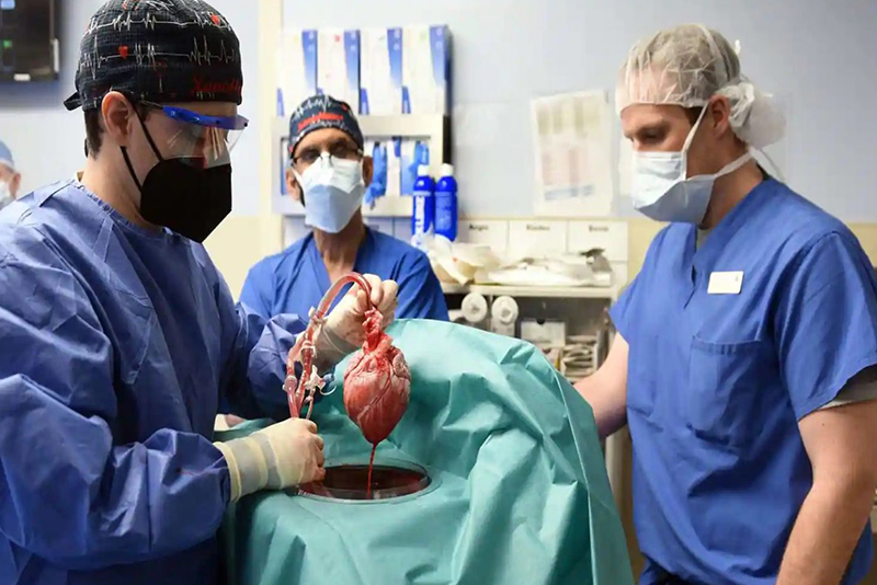 मानिसमा सुँगुरको मुटु सफलतापूर्वक प्रत्यारोपण, हेर्नुस् भिडियो