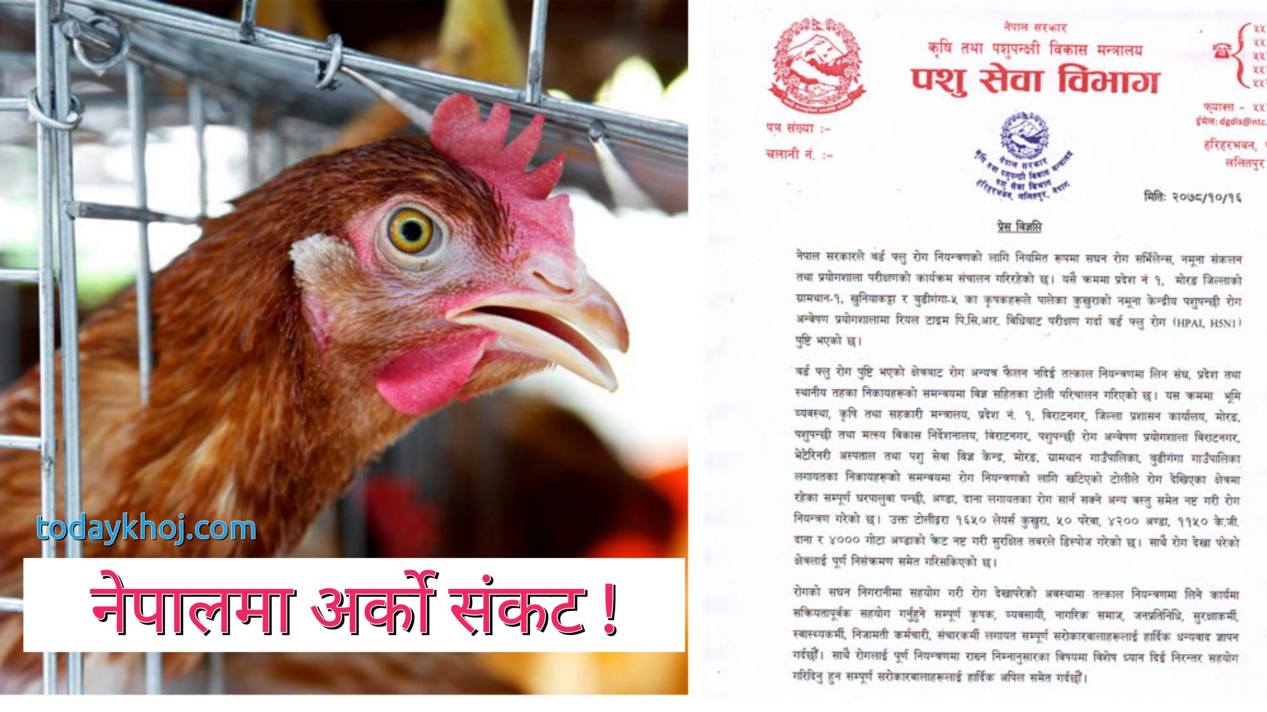 नेपालमा संक्रामक H5N1 बर्डफ्लु पुष्टि, सतर्कता अपनाउन आग्रह